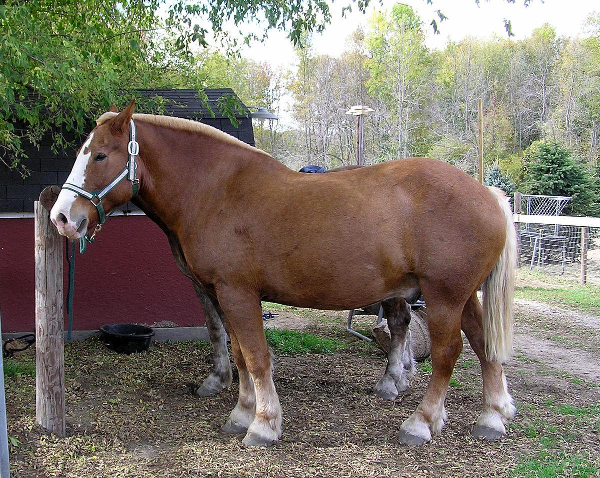 Belgian Farmland, Featuring the Belgian Horse Reach the World